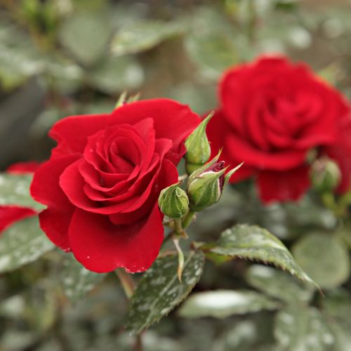 Rosa Roter Korsar ® - vörös - Szimpla virágú - magastörzsű rózsafa- bokros koronaforma